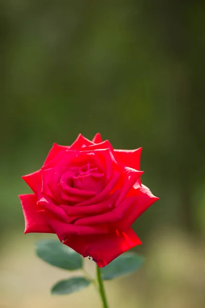 Czerwona Róża Niewyraźne Tło Piękne Czerwona Róża Zielonym Tle Puste — Zdjęcie stockowe