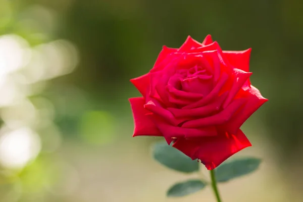 Red rose on blurred background, a beautiful red rose on a green background, blank for cards, holiday bouquet, spring pattern for the designer, valentine card, art