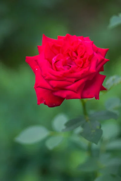 Czerwona Róża Niewyraźne Tło Piękne Czerwona Róża Zielonym Tle Puste — Zdjęcie stockowe