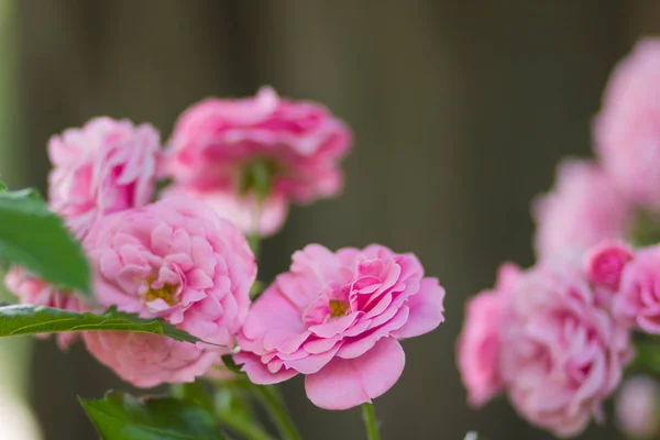 Garden pink rose on blurred background, beautiful pink rose on a green background, blank for cards, holiday bouquet, spring pattern for the designer, valentine card, art