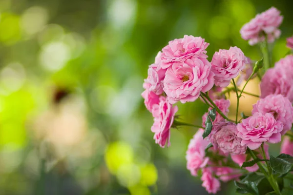 Garden pink rose on blurred background, beautiful pink rose on a green background, blank for cards, holiday bouquet, spring pattern for the designer, valentine card, art