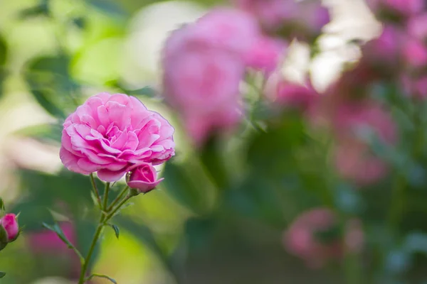 Garden Pink Rose Blurred Background Beautiful Pink Rose Green Background — Stock Photo, Image