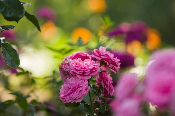 Garden Pink Rose Blurred Background Beautiful Pink Rose Green Background — Stock Photo, Image