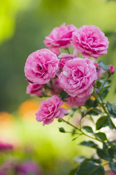 Garden Pink Rose Blurred Background Beautiful Pink Rose Green Background — Stock Photo, Image