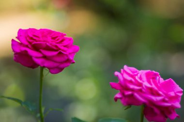 Gül sanat arka plan bulanık üzerinde pembe gül çiçek açan, güzel pembe yeşil arka plan, kartları, tatil buket, tasarımcı, bahar desen için boş üzerinde