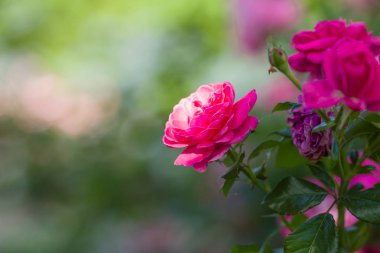 Gül sanat arka plan bulanık üzerinde pembe gül çiçek açan, güzel pembe yeşil arka plan, kartları, tatil buket, tasarımcı, bahar desen için boş üzerinde