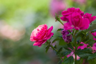 Gül sanat arka plan bulanık üzerinde pembe gül çiçek açan, güzel pembe yeşil arka plan, kartları, tatil buket, tasarımcı, bahar desen için boş üzerinde