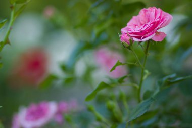 Gül sanat arka plan bulanık üzerinde pembe gül çiçek açan, güzel pembe yeşil arka plan, kartları, tatil buket, tasarımcı, bahar desen için boş üzerinde