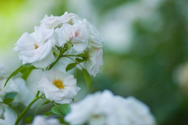 Çiçek açan beyaz arka plan üzerinde bulanık gül, sanat üzerinde yeşil bir arka plan, kartları, tatil buket, tasarımcı, bahar desen için boş güzel beyaz gül