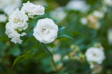 Çiçek açan beyaz arka plan üzerinde bulanık gül, sanat üzerinde yeşil bir arka plan, kartları, tatil buket, tasarımcı, bahar desen için boş güzel beyaz gül