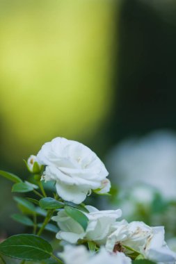 Çiçek açan beyaz arka plan üzerinde bulanık gül, sanat üzerinde yeşil bir arka plan, kartları, tatil buket, tasarımcı, bahar desen için boş güzel beyaz gül