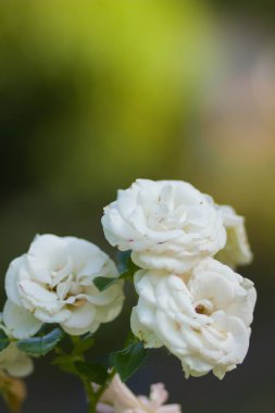 Çiçek açan beyaz arka plan üzerinde bulanık gül, sanat üzerinde yeşil bir arka plan, kartları, tatil buket, tasarımcı, bahar desen için boş güzel beyaz gül