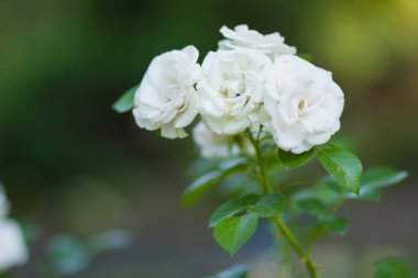 Çiçek açan beyaz arka plan üzerinde bulanık gül, sanat üzerinde yeşil bir arka plan, kartları, tatil buket, tasarımcı, bahar desen için boş güzel beyaz gül