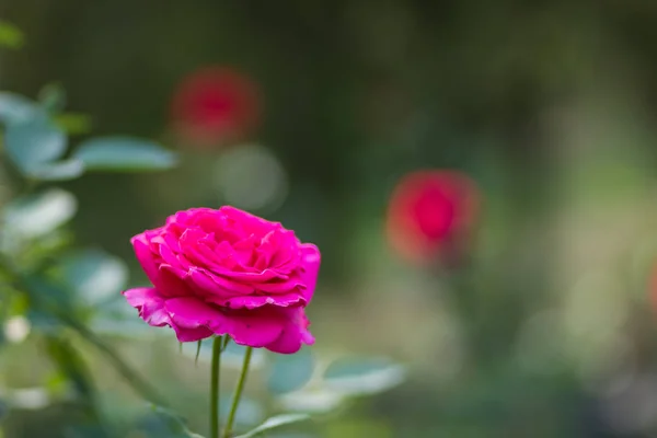 Kwitnący Różowych Róż Niewyraźne Tło Piękne Pink Rose Zielonym Tle — Zdjęcie stockowe