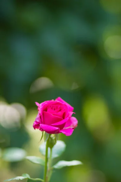 Kwitnący Różowych Róż Niewyraźne Tło Piękne Pink Rose Zielonym Tle — Zdjęcie stockowe