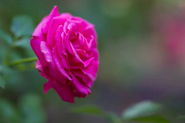 Rosa Floreciente Sobre Fondo Borroso Rosa Rosa Hermosa Sobre Fondo — Foto de Stock