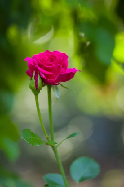 Rosa Floreciente Sobre Fondo Borroso Rosa Rosa Hermosa Sobre Fondo — Foto de Stock