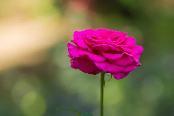 Blooming pink rose on blurred background, beautiful pink rose on a green background, blank for cards, holiday bouquet, spring pattern for the designer, art