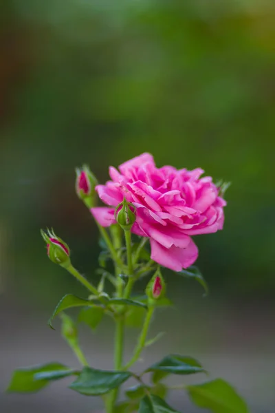 Kwitnący Różowych Róż Niewyraźne Tło Piękne Pink Rose Zielonym Tle — Zdjęcie stockowe