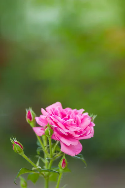 Rosa Floreciente Sobre Fondo Borroso Rosa Rosa Hermosa Sobre Fondo — Foto de Stock