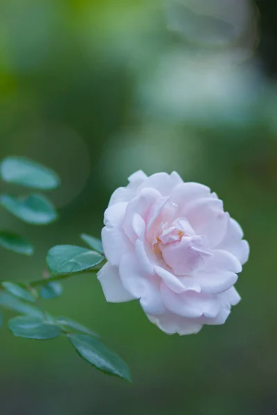 Rosa Blanca Flor Sobre Fondo Borroso Hermosa Rosa Blanca Sobre —  Fotos de Stock