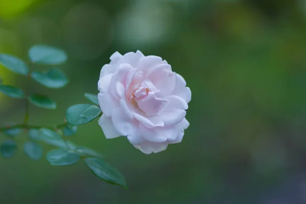 Rose Blanche Fleurie Sur Fond Flou Belle Rose Blanche Sur — Photo