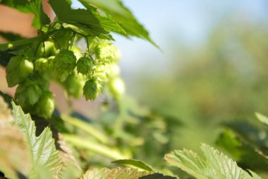 Bush şerbetçiotu. Yeşil koni şerbetçiotu. Ürün malt yapmak için. Bira süreci