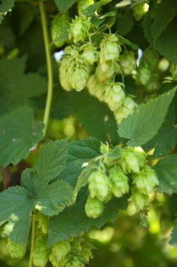 Bush şerbetçiotu. Yeşil koni şerbetçiotu. Ürün malt yapmak için. Bira süreci