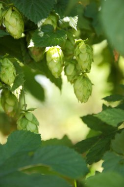 Bush şerbetçiotu. Yeşil koni şerbetçiotu. Ürün malt yapmak için. Bira süreci