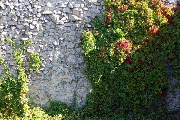 Wild grapes on wall. Green winding liana covers high wall. Fencing with green leaves