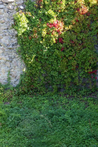 Uvas Silvestres Pared Verde Liana Sinuosa Cubre Pared Alta Esgrima — Foto de Stock