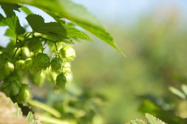 Bush şerbetçiotu. Yeşil koni şerbetçiotu. Ürün malt yapmak için. Bira süreci