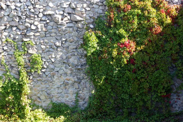 Wild grapes on wall. Green winding liana covers high wall. Fencing with green leaves