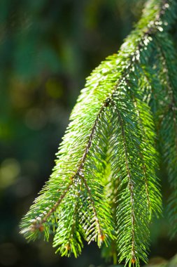 Noel ağacı dalları üzerinde arka plan bulanık. Ladin iğne bokeh yeşil zemin üzerine. Noel kartları için boş bırakın. Güneşli iğne yapraklı orman