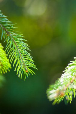 Noel ağacı dalları üzerinde arka plan bulanık. Ladin iğne bokeh yeşil zemin üzerine. Noel kartları için boş bırakın. Güneşli iğne yapraklı orman