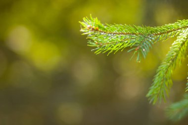 Noel ağacı dalları üzerinde arka plan bulanık. Ladin iğne bokeh yeşil zemin üzerine. Noel kartları için boş bırakın. Güneşli iğne yapraklı orman