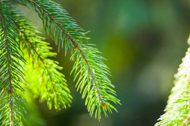 Noel ağacı dalları üzerinde arka plan bulanık. Ladin iğne bokeh yeşil zemin üzerine. Noel kartları için boş bırakın. Güneşli iğne yapraklı orman
