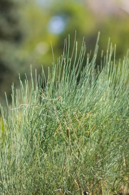 Noel ağacı dalları üzerinde arka plan bulanık. Ladin iğne bokeh yeşil zemin üzerine. Noel kartları için boş bırakın. Güneşli iğne yapraklı orman
