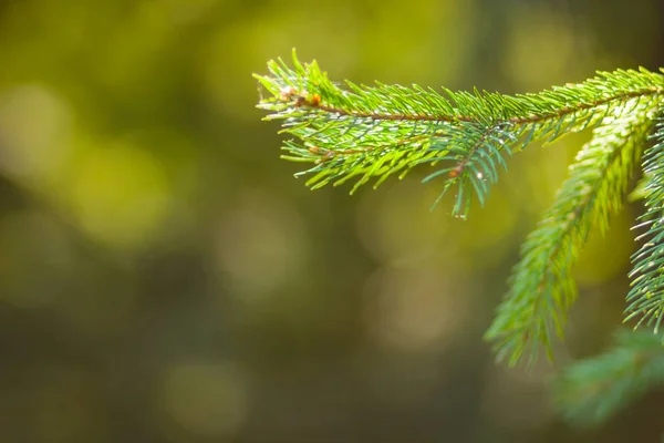 Noel Ağacı Dalları Üzerinde Arka Plan Bulanık Ladin Iğne Bokeh — Stok fotoğraf