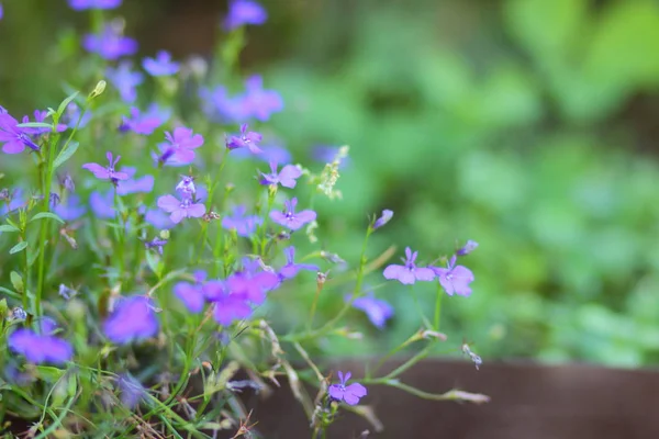 Piccoli Fiori Blu Erba Verde Fiori Viola Primaverili Nel Prato — Foto Stock