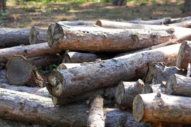 Günlükleri, ağaç ve ağaç kabuğu kesilmiş. Sorun ormansızlaşma ve çevre sorunları. Ormanda çam günlükleri yalan