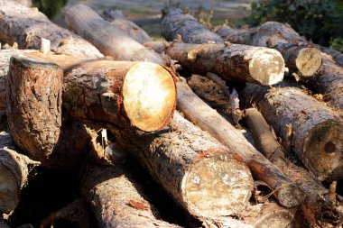 Günlükleri, ağaç ve ağaç kabuğu kesilmiş. Sorun ormansızlaşma ve çevre sorunları. Ormanda çam günlükleri yalan