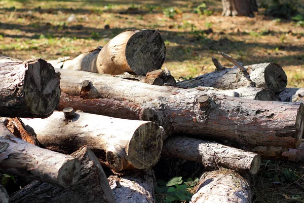 Tronchi Segati Alberi Corteccia Albero Problema Della Deforestazione Problemi Ambientali — Foto Stock