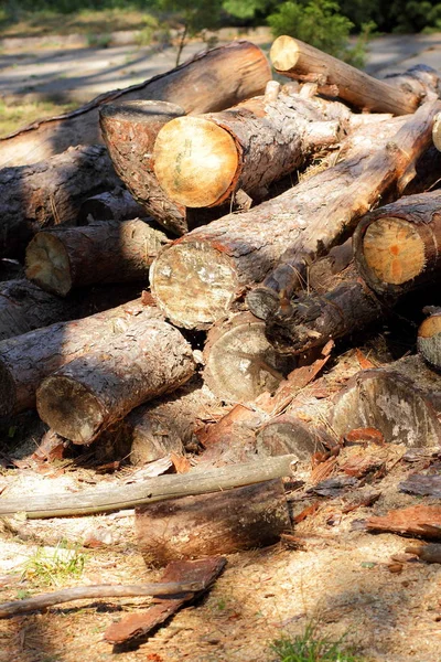 Tronchi Segati Alberi Corteccia Albero Problema Della Deforestazione Problemi Ambientali — Foto Stock