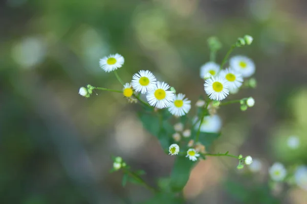 Small White Flowers Field White Daisies Blurred Background Spring White — Stock Photo, Image