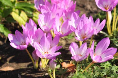 Bahar crocus çiçek bahçesinde. Güneşin mor çiçekler. Birçok park bitkisi çiçeği bahar