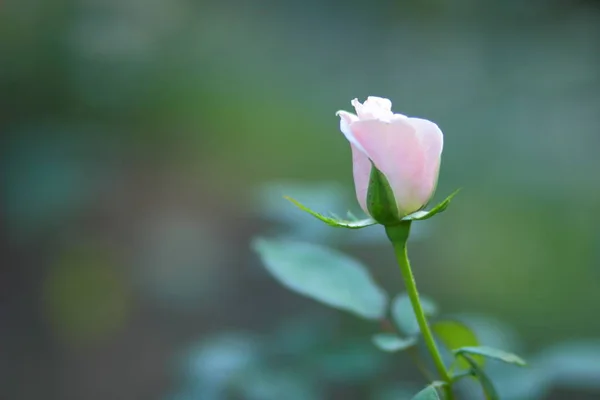 One pink rose on a blurred background. One rose flower for Valentine's Day. Beautiful flower for holiday card. Copy space