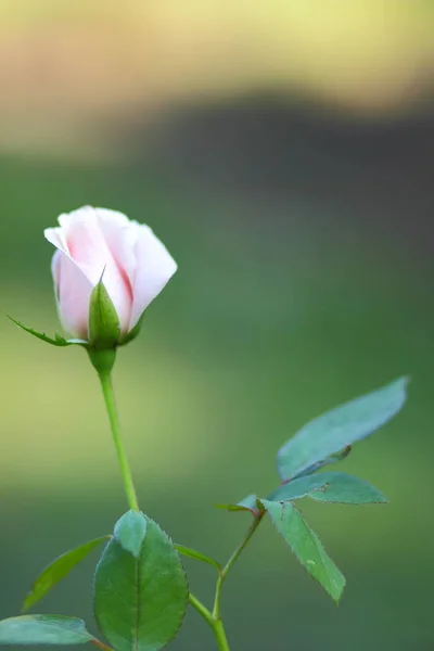 One pink rose on a blurred background. One rose flower for Valentine's Day. Beautiful flower for holiday card. Copy space