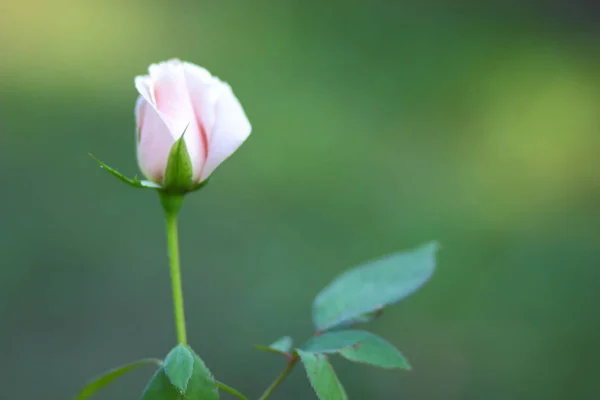 One pink rose on a blurred background. One rose flower for Valentine\'s Day. Beautiful flower for holiday card. Copy space