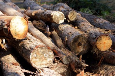 Günlükleri, ağaç ve ağaç kabuğu kesilmiş. Sorun ormansızlaşma ve çevre sorunları. Ormanda çam günlükleri yalan